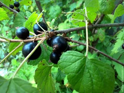 crenguta Lepim de coacaze negre din porțelan rece - Masters Fair - manual, lucrate manual