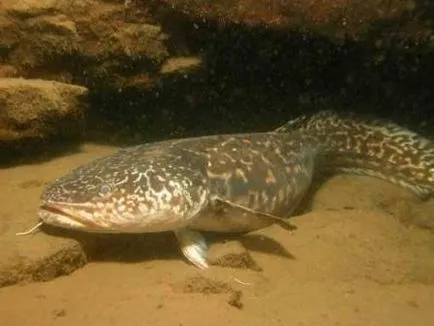 pescuit burbot pe râul