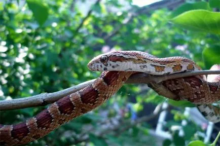 șarpe de porumb (pantherophis guttatus) - exolife, totul despre reptile