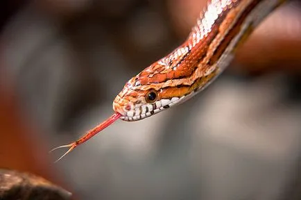 șarpe de porumb (pantherophis guttatus) - exolife, totul despre reptile