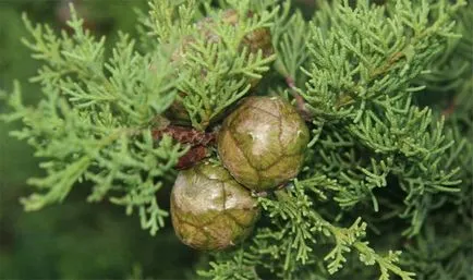 Cypress масло за маски 5 и обратна връзка относно прилагането на