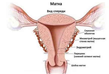 Маточни кръвотечения с съсиреци - причини, лечение, как да се спре у дома първия