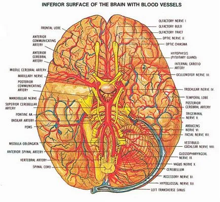 Stroke Medicine - kezelés a szív