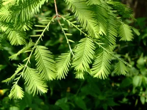 Metasequoia és jellemzői