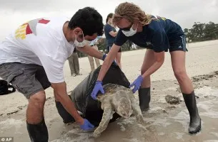 Védelmére irányuló intézkedések és mentési a teknősök a világon - a világ a teknősök