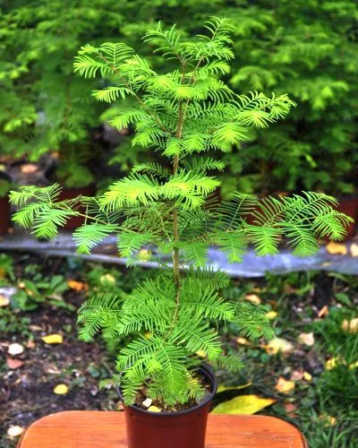 cultivare Metasequoia și îngrijire