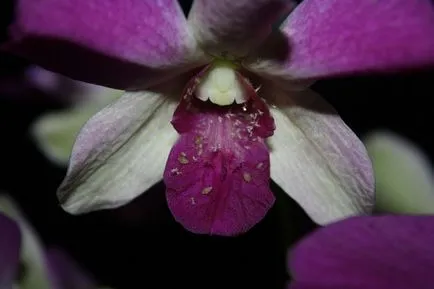 Metodele de combatere a afidelor de pe orhidee