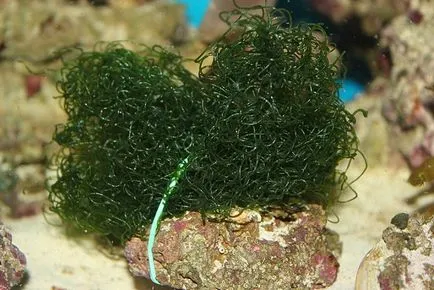 A mikro- és makroalgák a tengeri akváriumban