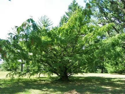 Metasequoia és jellemzői