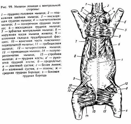 Мускулите, свързващи рамото и горната част на ръката с тялото