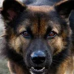 Lehet egy sokkoló, hogy megvédje a támadás a kutyák és más zhivotnyhstati és videó