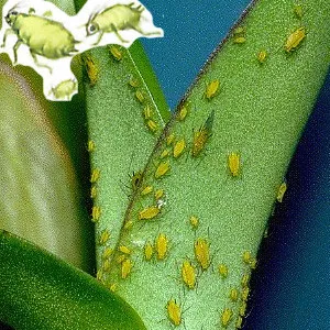 Mealybug, Quadraspidio perniciosus, levéltetvek orchidea - hogyan lehet megszabadulni