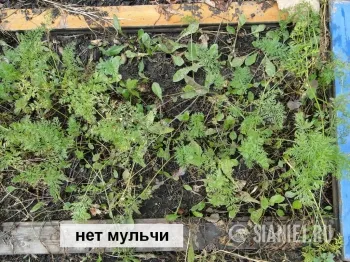 Мулчиране увеличава добива от моркови