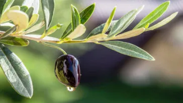 Puha vagy kemény gyomor normális terhesség alatt tippek