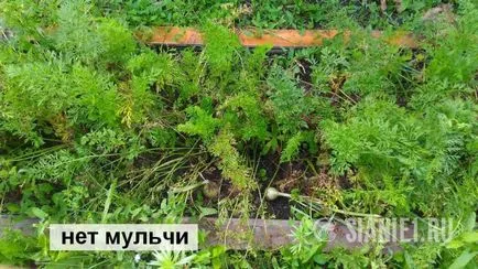 Мулчиране увеличава добива от моркови