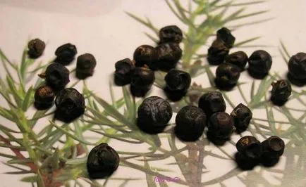 Juniperus Sabina - reprodukció - tanácsot greensad
