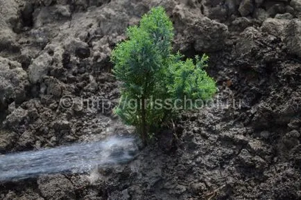 Juniper ültetés és gondozás a nyílt terepen, lányok iskolába