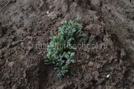 Juniper ültetés és gondozás a nyílt terepen, lányok iskolába