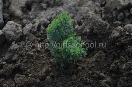 Juniper ültetés és gondozás a nyílt terepen, lányok iskolába