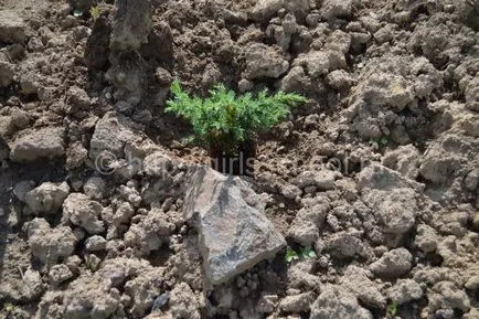 plantare Juniper și de îngrijire în câmp deschis, școală de fete