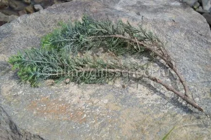 plantare Juniper și de îngrijire în câmp deschis, școală de fete