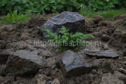 Juniper ültetés és gondozás a nyílt terepen, lányok iskolába