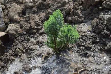 Juniper засаждане и грижи в открито поле, момичета училище