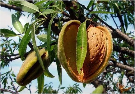 Възможно ли е да расте бадеми в страната - вила Advisor
