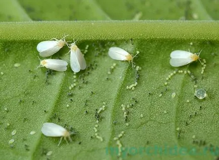 Mealybug, Quadraspidio perniciosus, levéltetvek orchidea - hogyan lehet megszabadulni