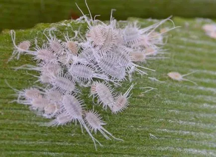 Mealybug, Quadraspidio perniciosus, levéltetvek orchidea - hogyan lehet megszabadulni