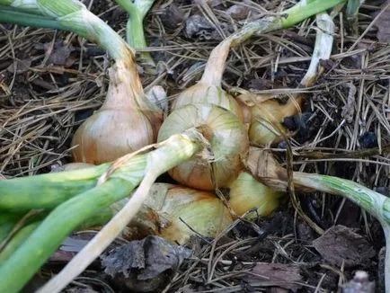 Mulcirea pentru a ajuta cultivatorii