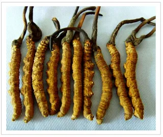 Естествени и изкуствени Cordyceps