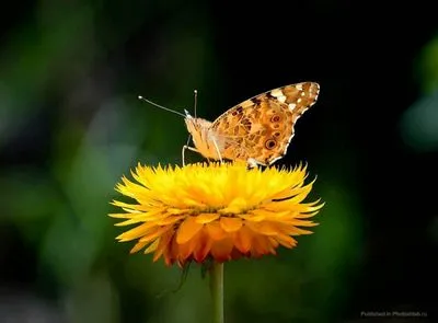 Tratamentul Oamenii de lupus eritematos sistemic