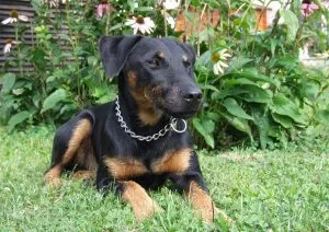 Немски описание yagdterer, природни снимки, всичко за кучета