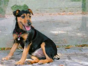 Немски описание yagdterer, природни снимки, всичко за кучета