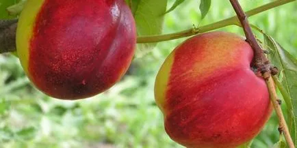 Nectarine cele mai bune soiuri pentru cultivare