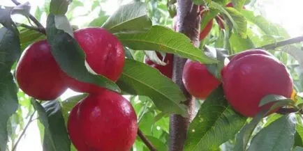 Nectarine cele mai bune soiuri pentru cultivare