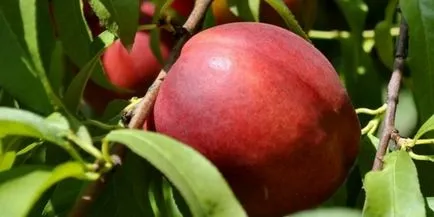 Nectarine cele mai bune soiuri pentru cultivare