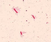 Bacillus - един