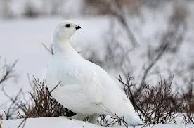 Ptarmigan, nagy vadászat