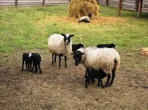 Биологични особености на овцете - храносмилане, моята ферма онлайн