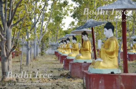 Berewa Buddhák - kultusz fa minden buddhisták