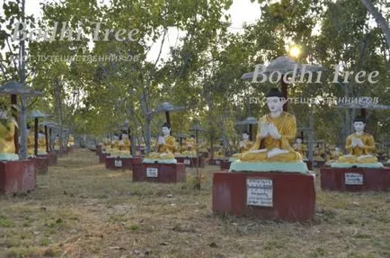 Berewa buddha - copac cult pentru toți budiștii