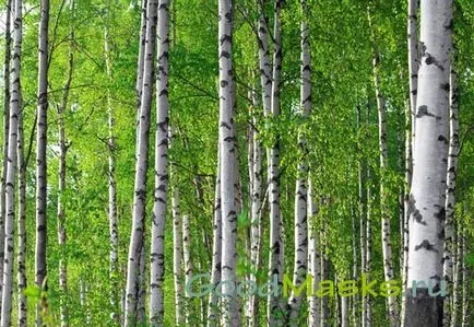 Birch катран коса, използвайки катран коса