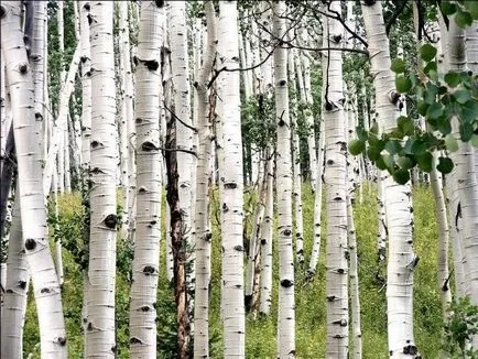 Birch tar hihetetlen gyógyító tulajdonságait és néptanácsok