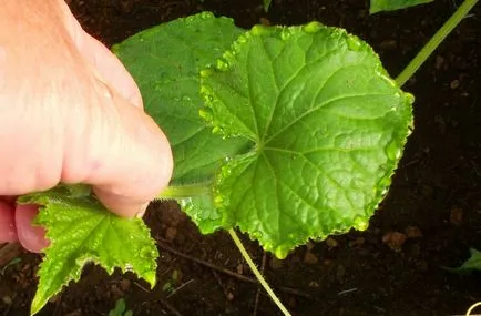 CUT oldalsó szárak uborka üvegházban, tannin vendégház