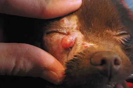 neoplasmele glandelor meibomiane la câini