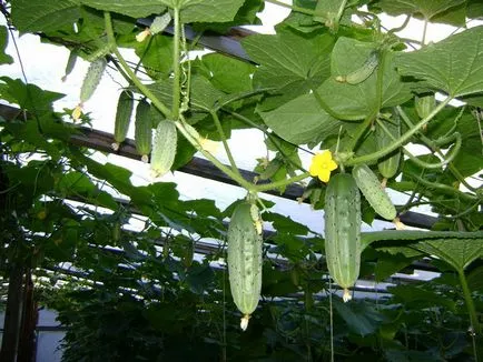 Crop uborka üvegházban az általános szabályokat és gyakorlati tanácsokat