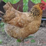 Áttekintés csirkék domináns fajta leírás, a termelékenység, a képeket és az értékeléseket