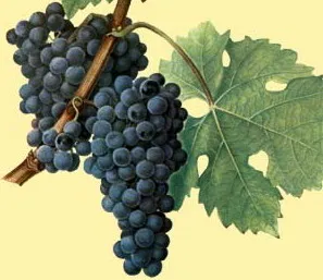Ruházat - szőlőfajták